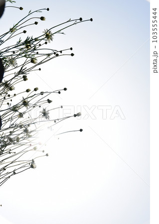 青空に向かって咲く除虫菊 逆光 青空に向かって咲く除虫菊 逆光 103555444