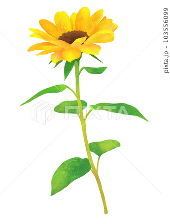 向日葵元データ2 103556099