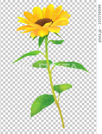 向日葵元データ2 103556099