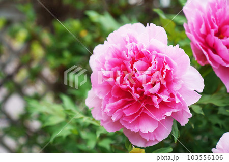 華やかな花 ”芍薬” 華やかな花 ”芍薬” 103556106