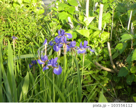 前垂れに網目模様の付いた青い花はアヤメの花 前垂れに網目模様の付いた青い花はアヤメの花 103556112