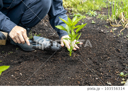 シシトウガラシの苗の植え替え 103556314