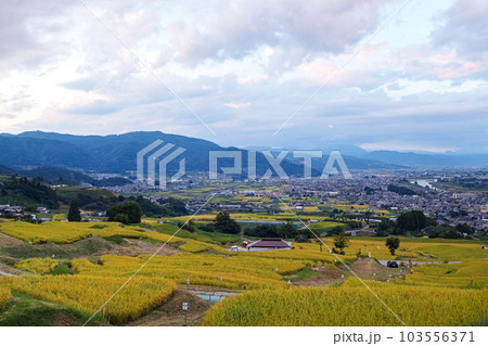 長野県/ 収穫前 夕刻の「姨捨の棚田」 103556371