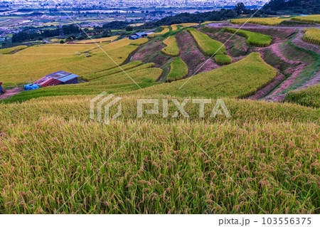 長野県/ 収穫前 夕刻の「姨捨の棚田」 103556375