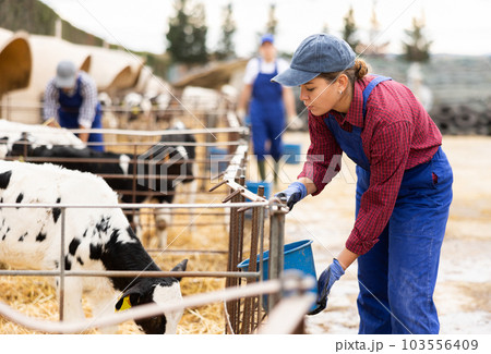 Positive woman farmer worker in uniform preparing water in buckets for taking care of calves at livestock farm 103556409