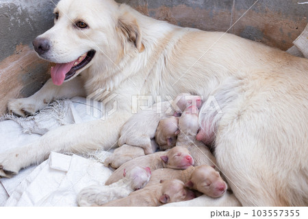 Mama dog golden retriever feeding a newborn puppy milk in a cement tube Mama dog golden retriever feeding a newborn puppy milk in a cement tube 103557355