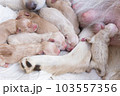 Newborn golden retriever puppy detail closeup pet 103557356
