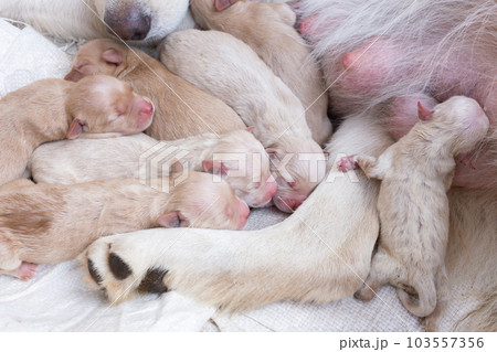Newborn golden retriever puppy detail closeup pet 103557356