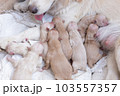 Newborn golden retriever puppy detail closeup pet 103557357