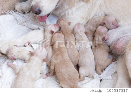 Newborn golden retriever puppy detail closeup pet Newborn golden retriever puppy detail closeup pet 103557357