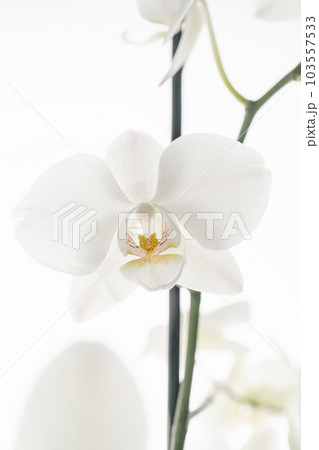 Beautiful white orchid on a white background. Beautiful white orchid on a white background. 103557533