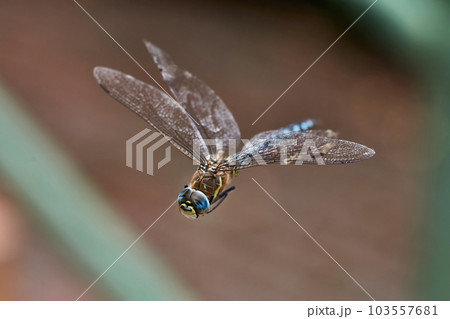 Dragonfly in flight Dragonfly in flight 103557681