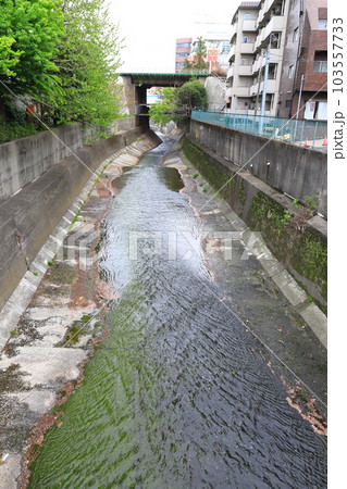 高田馬場付近を流れる神田川　　 　　 103557733