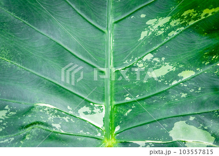 Greenery background of nature plant and leaf 103557815