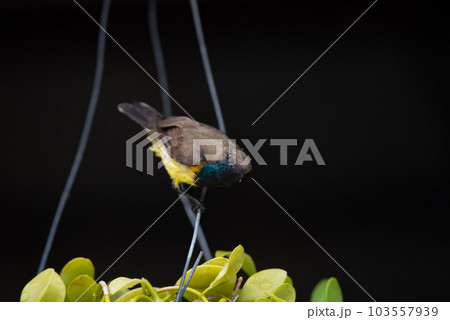 Bird (Olive-backed sunbird) on tree in nature wild Bird (Olive-backed sunbird) on tree in nature wild 103557939