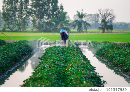 Nature of sweet potatoes plantation, yam farming Nature of sweet potatoes plantation, yam farming 103557989