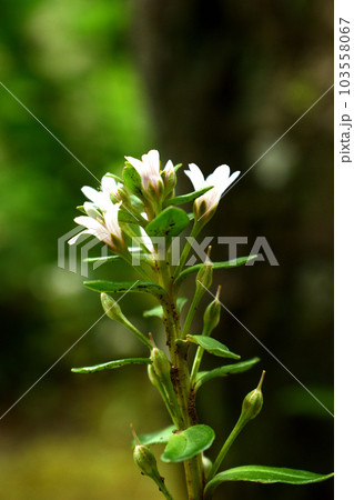夏の花：ハマボッス　夏に咲く草丈が10～40センチの白いサクラソウ科の二年草 103558067