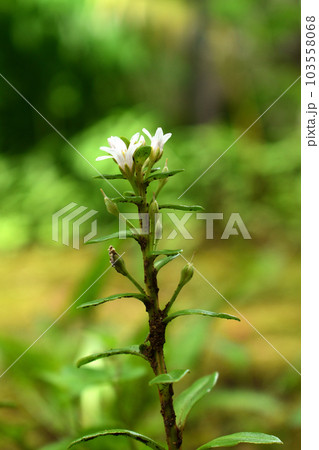 夏の花：ハマボッス　夏に咲く草丈が10～40センチの白いサクラソウ科の二年草 103558068