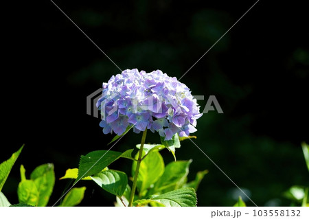 木漏れ日浴びて輝くパステルカラーのアジサイ 103558132