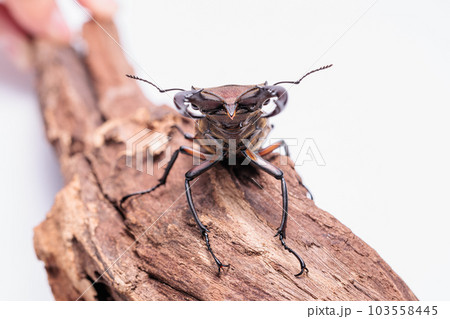 タカサゴミヤマクワガタ タカサゴミヤマクワガタ 103558445