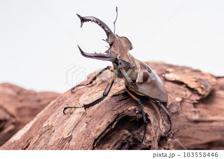 タカサゴミヤマクワガタ 103558446