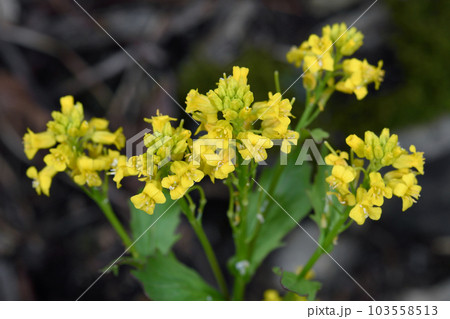 ヤマガラシの花（北海道・知床） 103558513