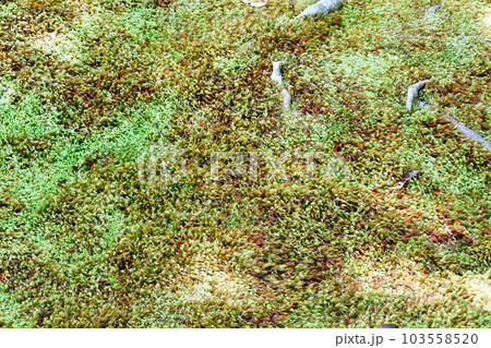 京都　苔庭と根の背景 103558520