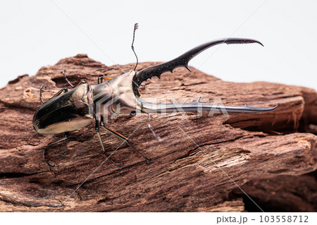 メタリフェルホソアカクワガタ メタリフェルホソアカクワガタ 103558712