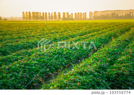Nature of sweet potatoes plantation, yam farming Nature of sweet potatoes plantation, yam farming 103558774