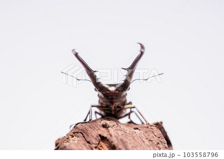 メタリフェルホソアカクワガタ メタリフェルホソアカクワガタ 103558796