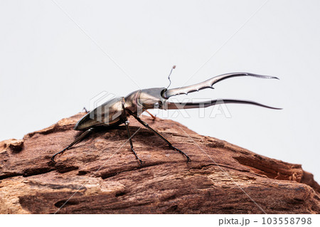 メタリフェルホソアカクワガタ 103558798