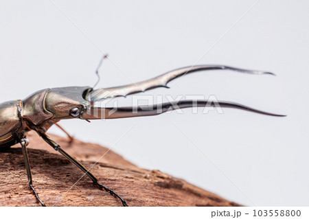 メタリフェルホソアカクワガタ 103558800