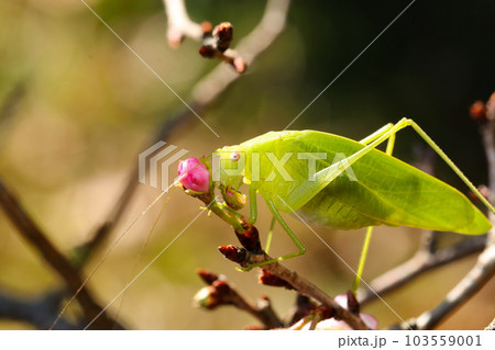 秋咲く十月桜の花芽や蕾を食い荒らすキリギリスの姿（屋外昆虫マクロ接写画像） 103559001