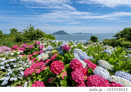 香川県三豊市志々島の天空の花畑の紫陽花と美しい瀬戸内海 103559023