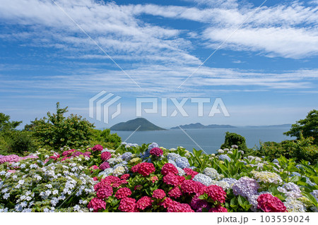 香川県三豊市志々島の天空の花畑の紫陽花と美しい瀬戸内海 103559024