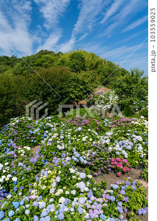 香川県三豊市志々島の天空の花畑の紫陽花と美しい瀬戸内海 香川県三豊市志々島の天空の花畑の紫陽花と美しい瀬戸内海 103559025