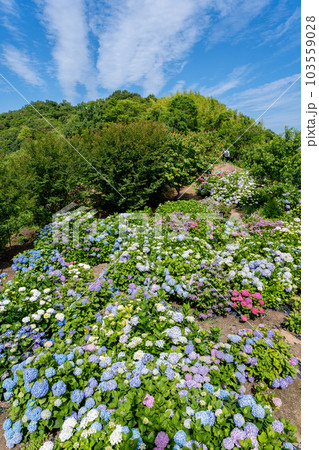 香川県三豊市志々島の天空の花畑の紫陽花と美しい瀬戸内海 103559028