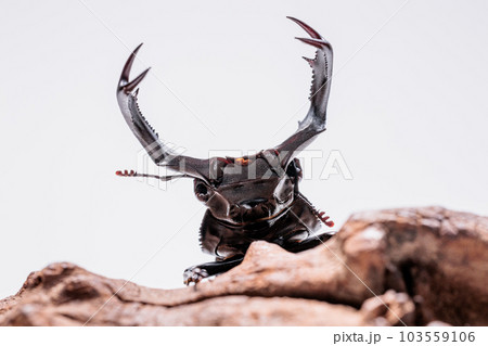 ボイレアシカクワガタ 103559106