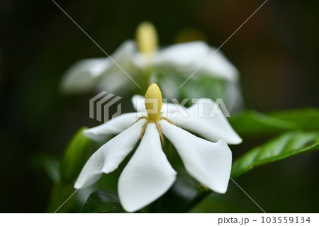 クチナシ（梔子）の花 103559134