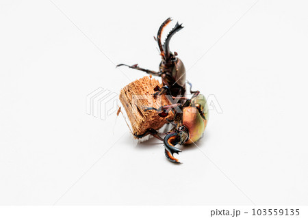 パプアキンイロクワガタ 103559135