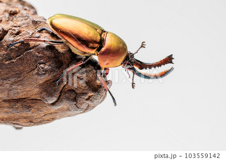 パプアキンイロクワガタ 103559142