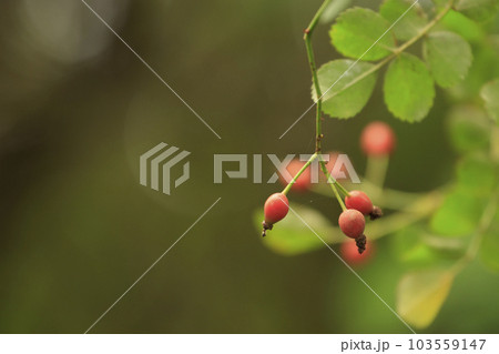 秋の森景色木漏れ日に輝くノイバラの実 103559147