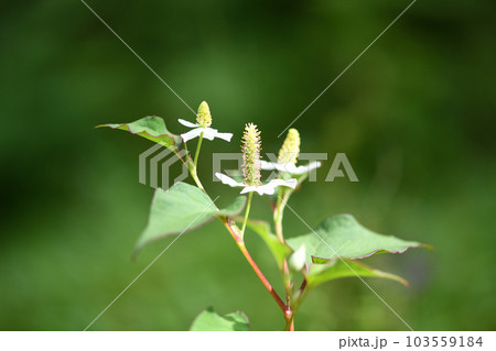 薬用植物・ドクダミ 薬用植物・ドクダミ 103559184
