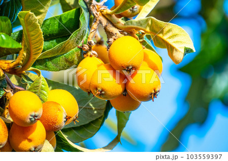 熟したビワの実 熟したビワの実 103559397