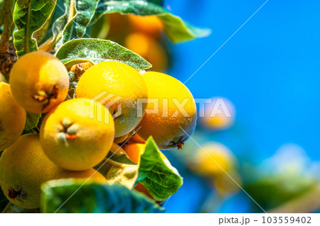 熟したビワの実 103559402