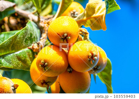 熟したビワの実 103559403