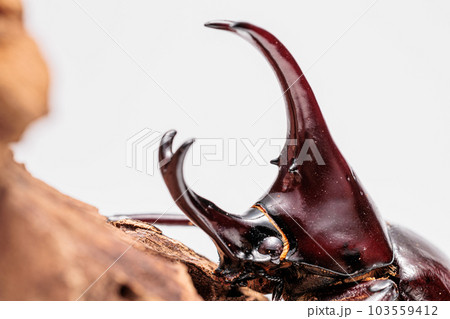 フローレンスニセヒメカブト 103559412