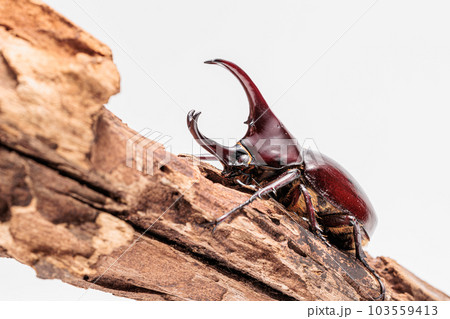 フローレンスニセヒメカブト 103559413