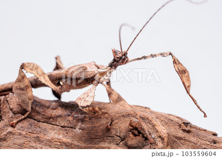 ジャイアントナナフシ ジャイアントナナフシ 103559604