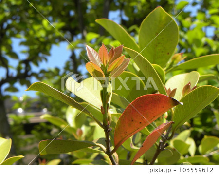 桃色の若葉はトロピカルフルーツの木グアバの若葉 桃色の若葉はトロピカルフルーツの木グアバの若葉 103559612